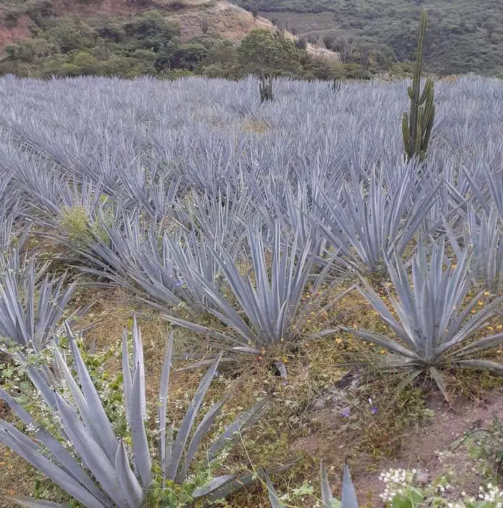 Campo Mezcalero